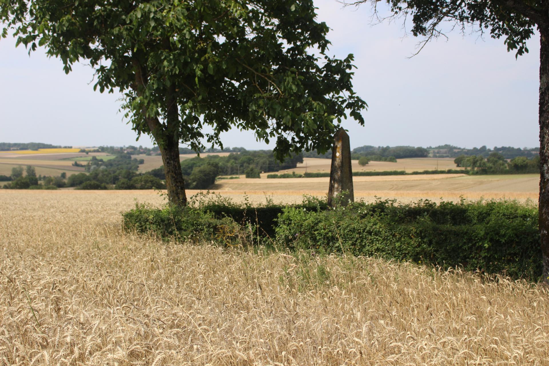 Le champ de blé autour de la Stèle d'Alfred Saison