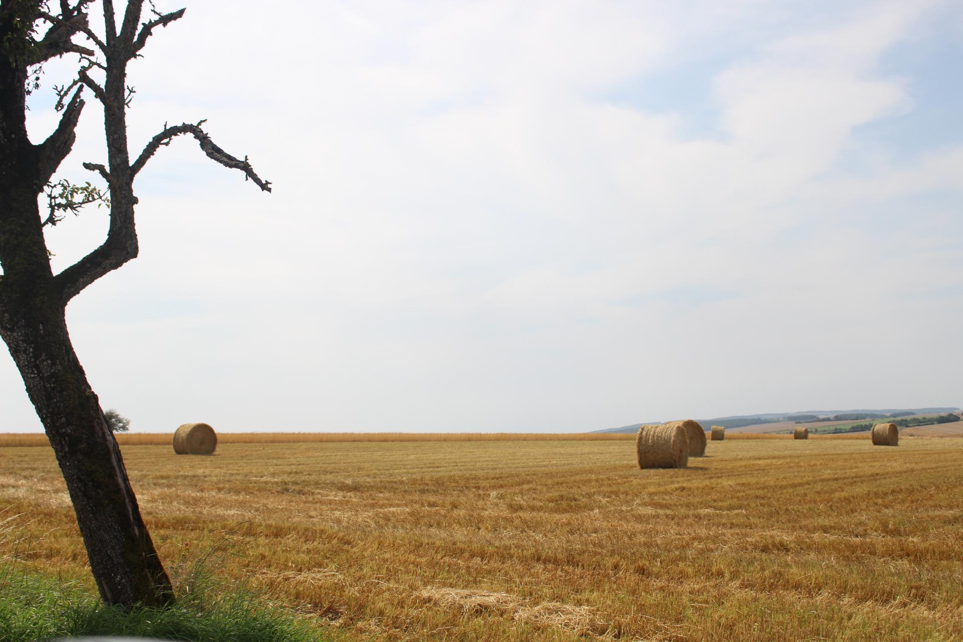 Paysage vers la stèle d'Alfred Saison