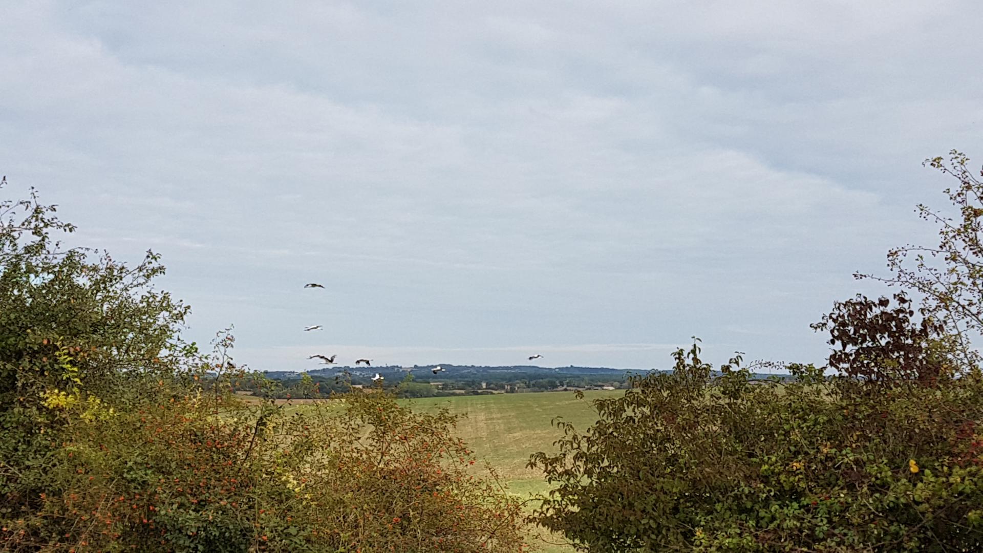 l'arrivée des cigognes